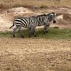 ÁFRICA SALVAJE & ZANZIBAR